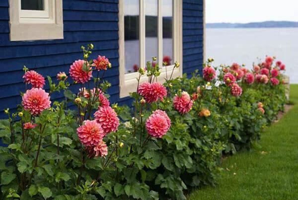 les dahlias poussent le long de la maison