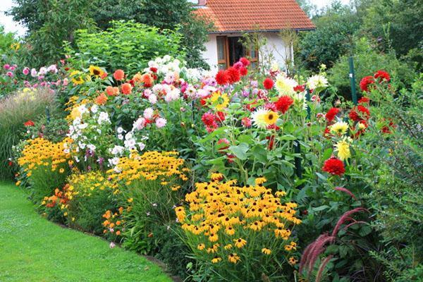 Dalias en composición con otras flores.