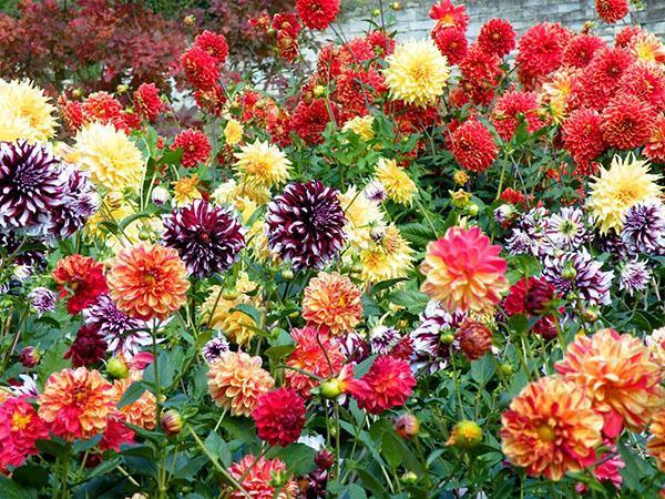 Dalias de diferentes variedades están en flor.