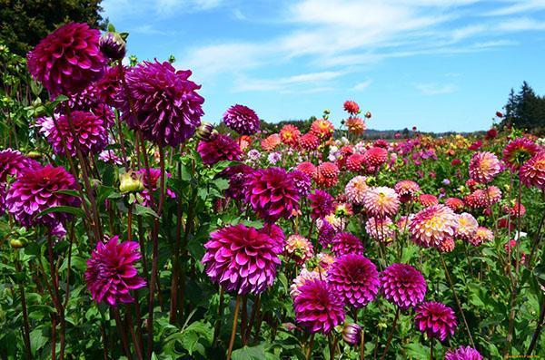 dahlia en fleurs lumineuses