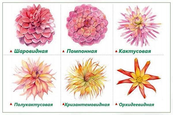 types de dahlias