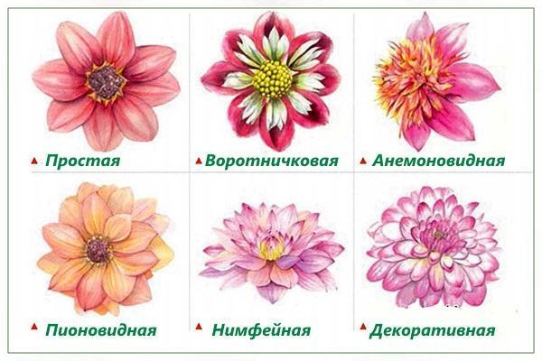 dahlias de différents types