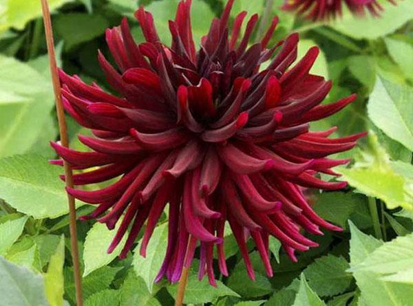 Dahlia variété Nui D'Ette