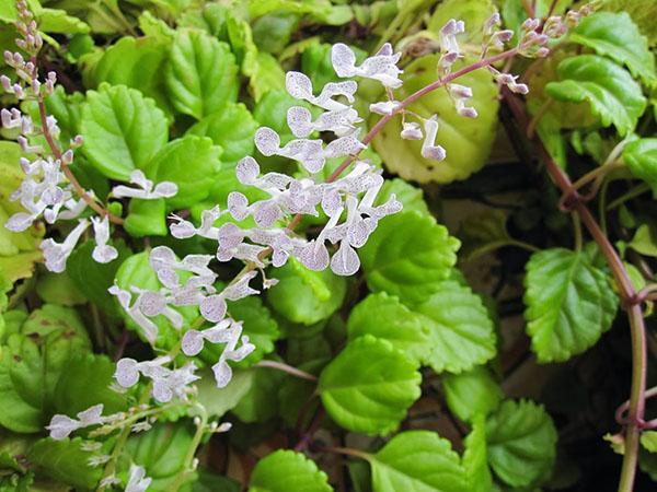 fleurs de plectrantus