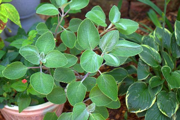 la plante a des propriétés bénéfiques