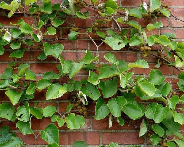 actinidia en un enrejado