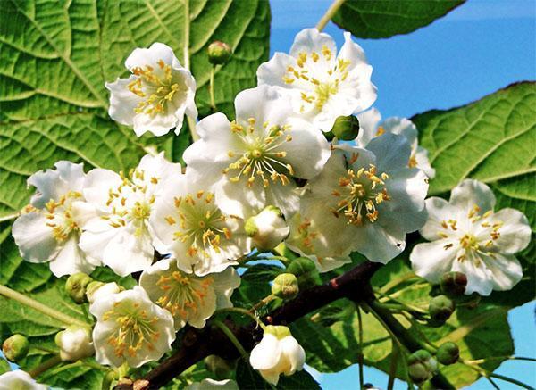 fleurs d'actinidia