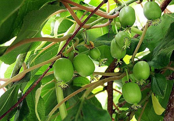 actinidia en su casa de verano