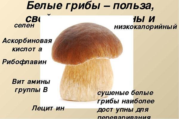 características del hongo porcini