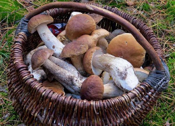 recogiendo hongos porcini