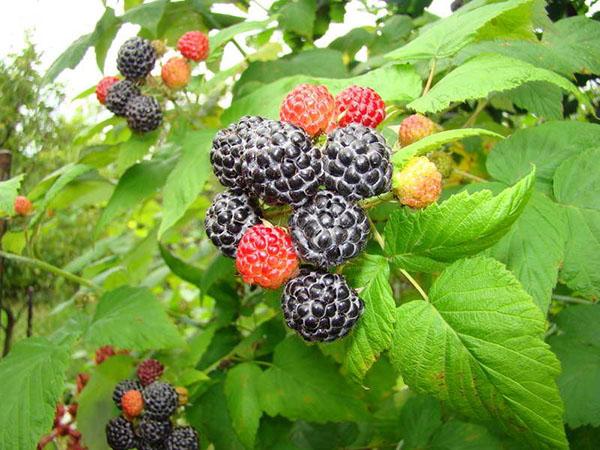 propiedades de las hojas y bayas de frambuesa negra