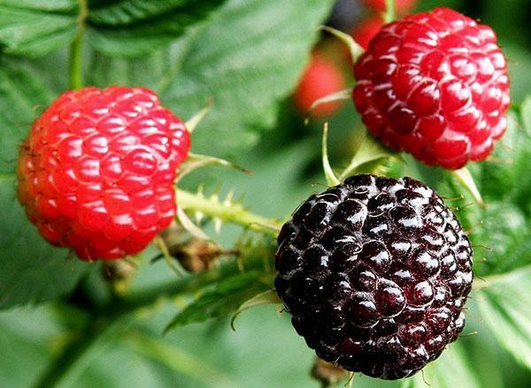 propiedades útiles de las frambuesas negras