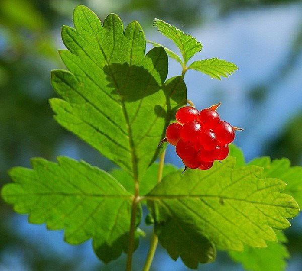 feuilles et baies d'un prince en médecine populaire