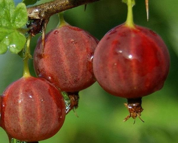 groseille rouge