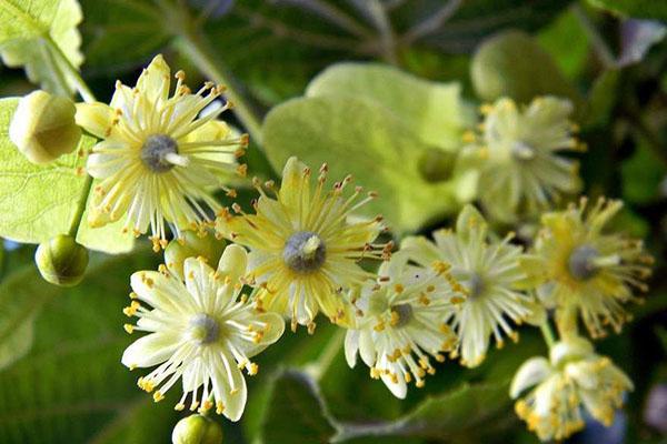 fleurs de tilleul médicinales