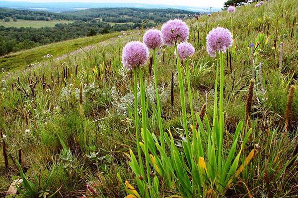 bave d'oignon dans la nature