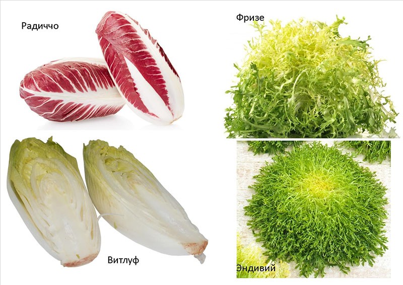 variétés de salade