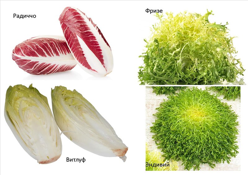 variedades de ensalada