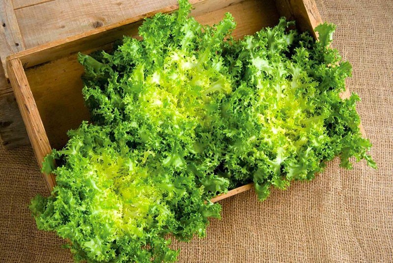 planta de escarola baja en calorías
