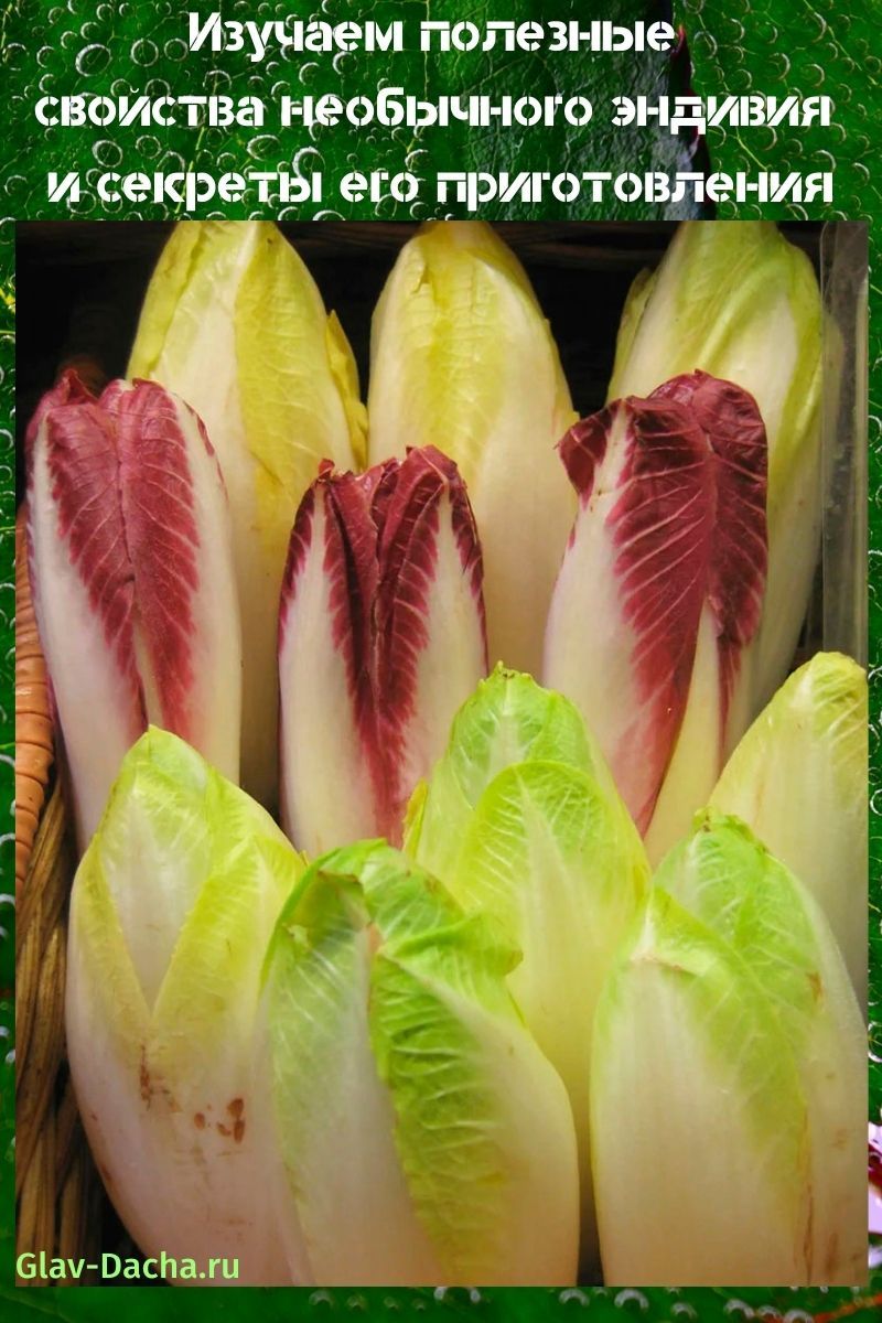 propriétés utiles de l'endive