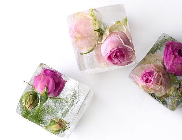congelar cubos de agua de rosas