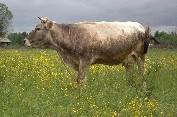 Race de vaches Kostroma