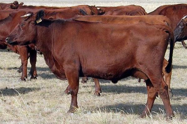 Race de vaches de steppe rouge