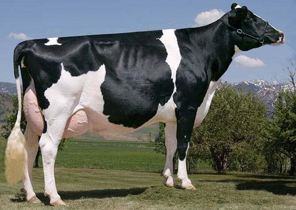 Race hollandaise de vaches laitières