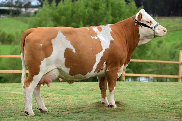 Raza de vacas Simmental