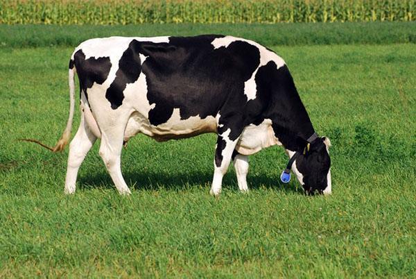 Race de vaches Holstein