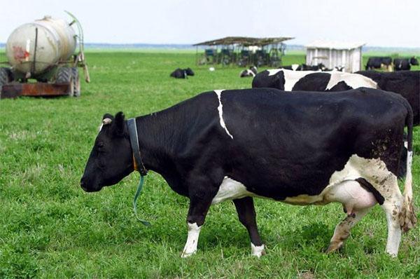 Raza de vacas en blanco y negro