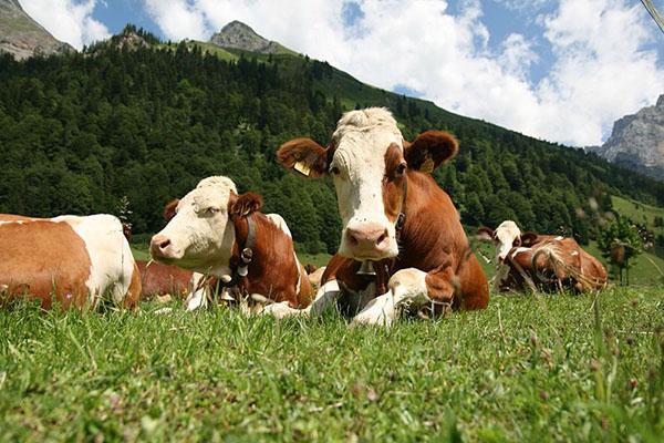 Vaches qui paissent