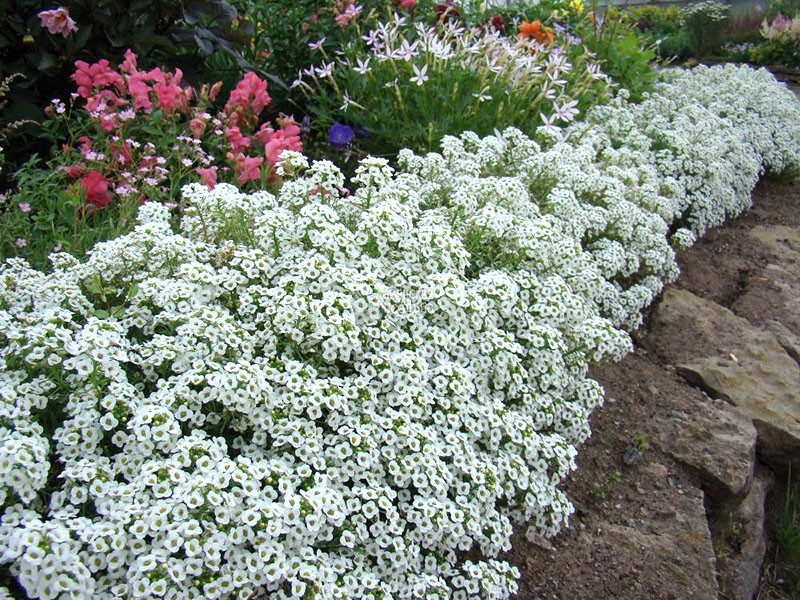 décoration allée de jardin