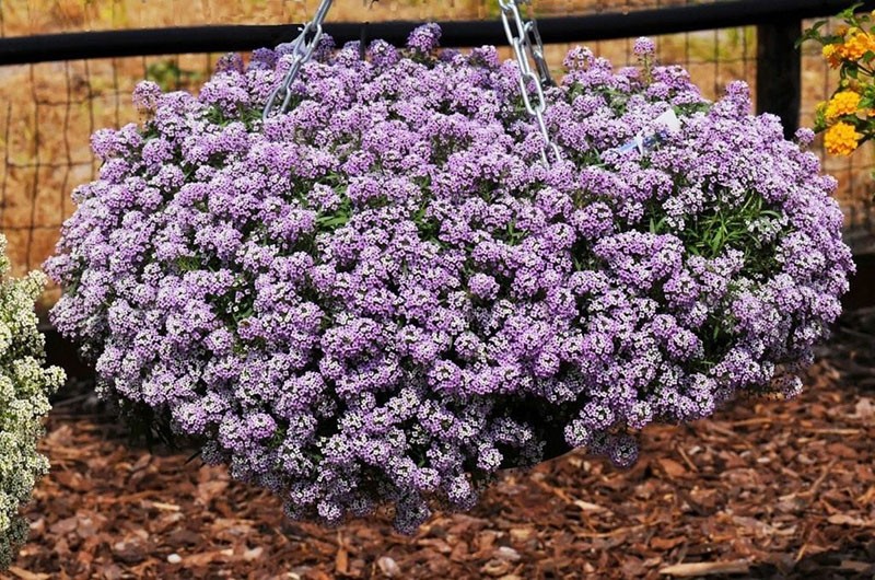 lobularia de mer en pots