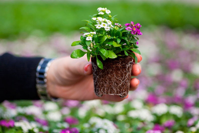 Greffe de Lobularia en pleine terre