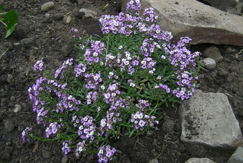 lobularia en plein champ