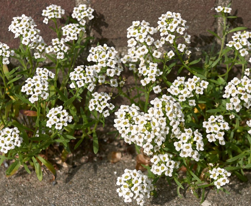 plantation de lobularia et soins en plein champ