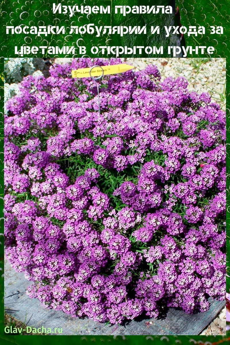 plantation de lobularia et soins en plein champ