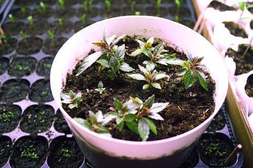 La aparición de los primeros brotes y plantas jóvenes.