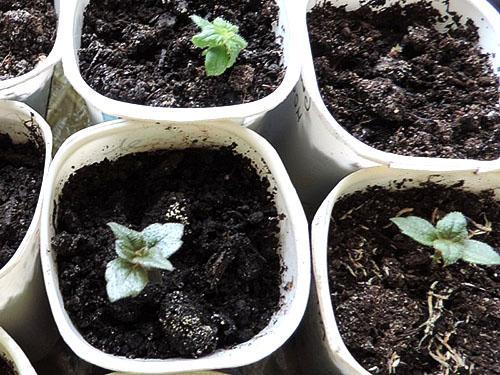 Antes de su uso, el suelo para Achimenes se desinfecta con agua hirviendo.