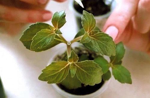 Propagación de Achimenes por esquejes.