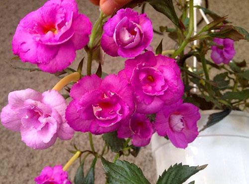 Achimenes ornamentales profusamente florecientes