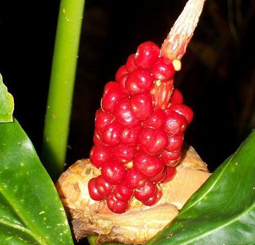 Pour la reproduction de l'alocasia, des graines fraîches du fruit après la floraison sont utilisées.
