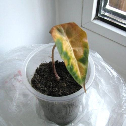 Una hoja joven de alocasia aparecerá poco después del trasplante.