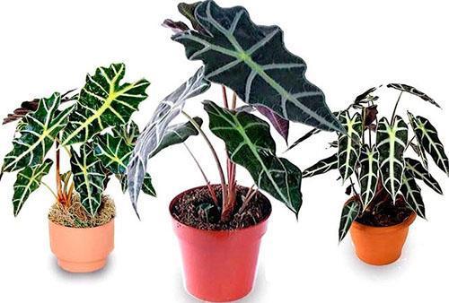 Variedades de alocasia en casa.