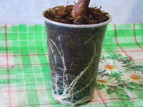 El primer plato para una planta joven es un pequeño vaso de plástico.