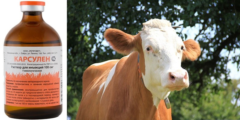 l'homéopathie pour le traitement de la cétose chez les vaches