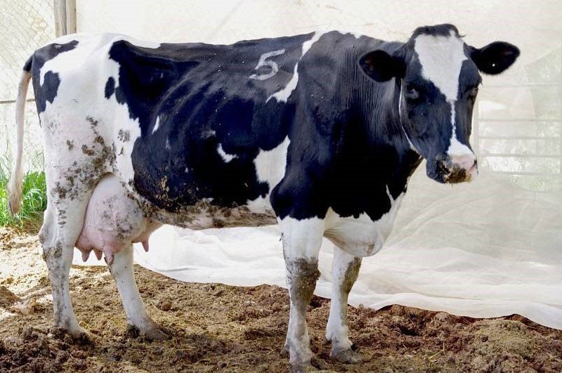 la vache a un trouble métabolique