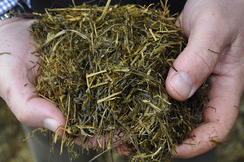 ensilage dans l'alimentation des vaches