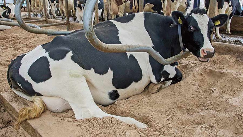 symptômes et traitement de la cétose chez les vaches